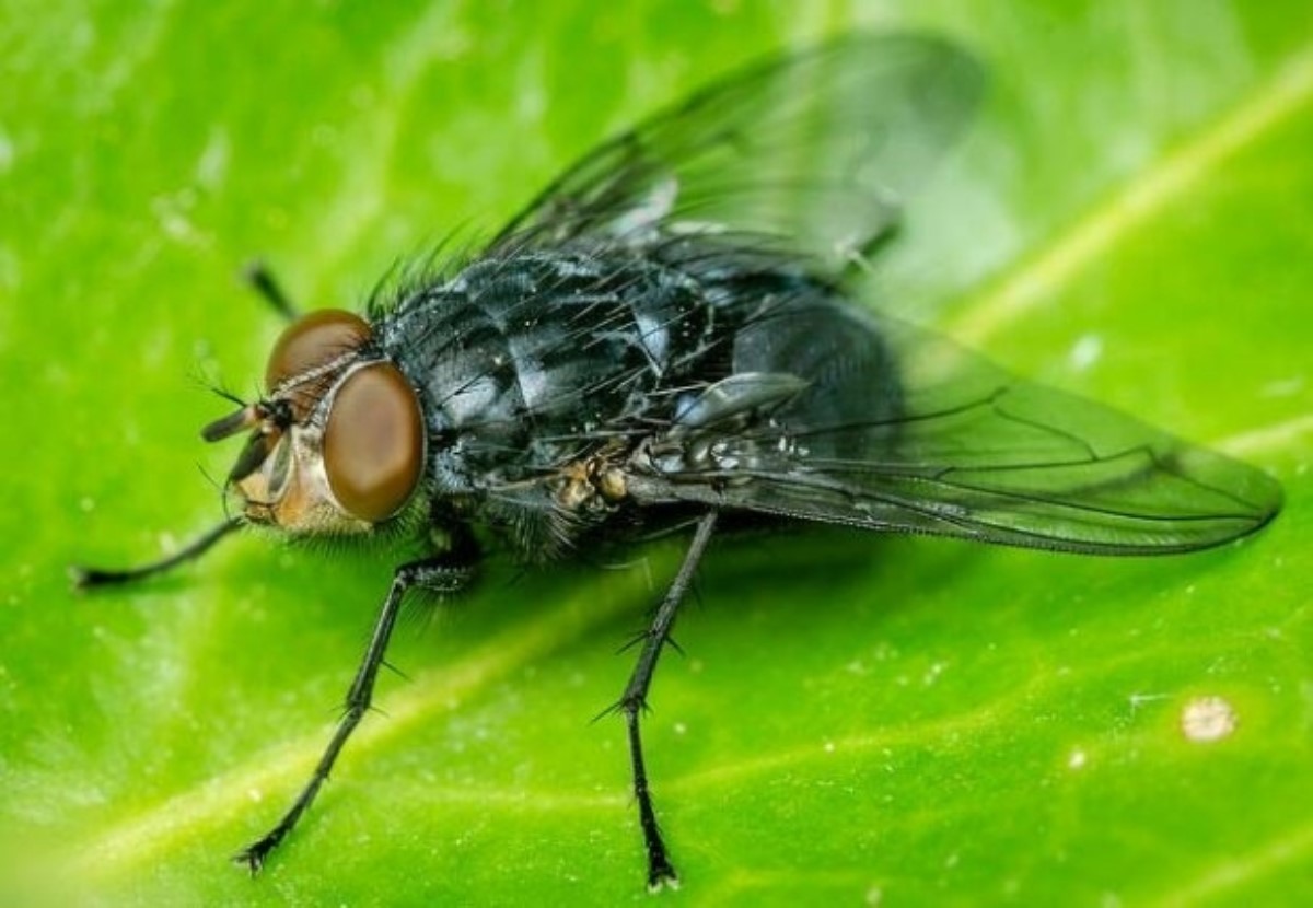 Стало известно, почему муха непрерывно потирает лапками