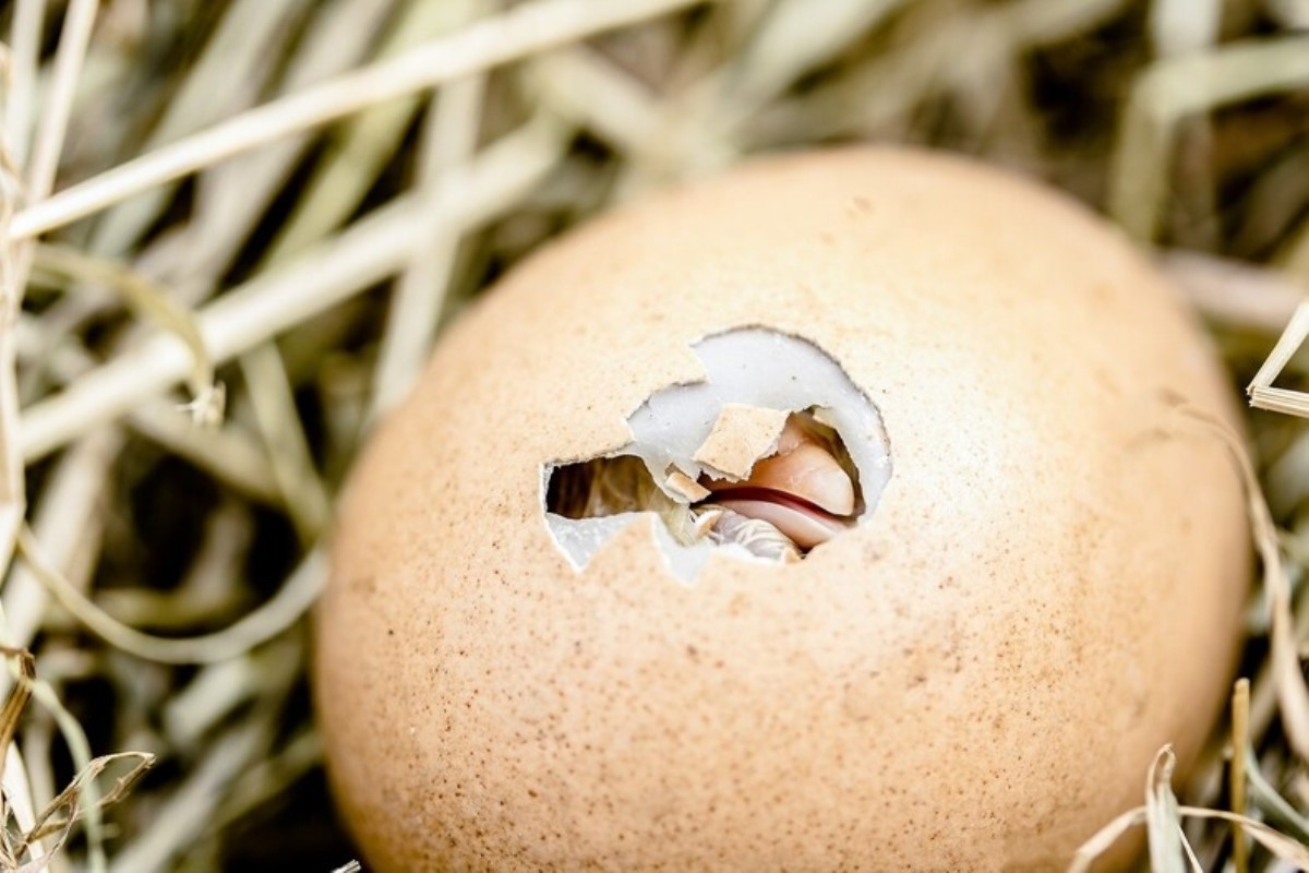 Женщина для спасения птенца месяц вынашивала яйцо в бюстгальтере
