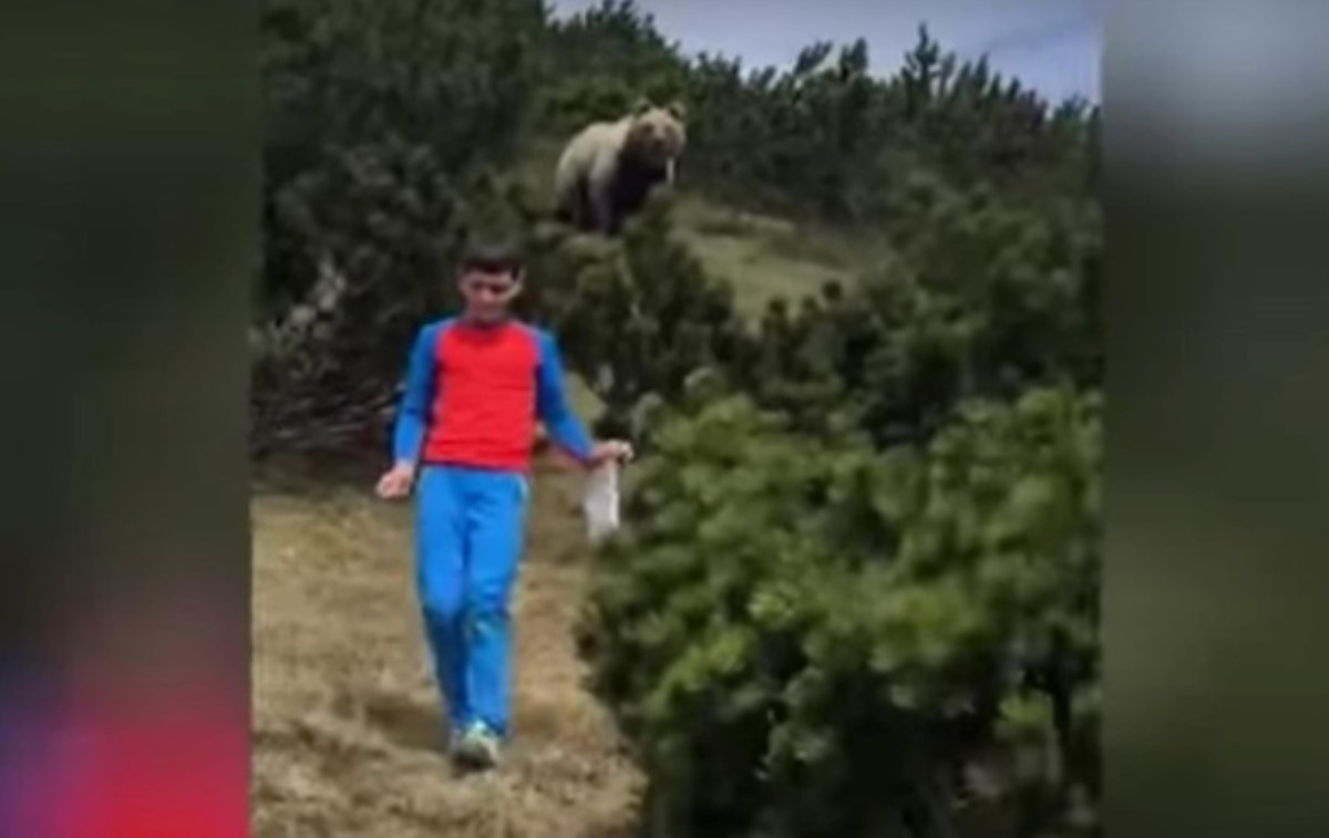 Только без паники: 12-летний ребенок спокойно ушел от дикого медведя в горах. Видео