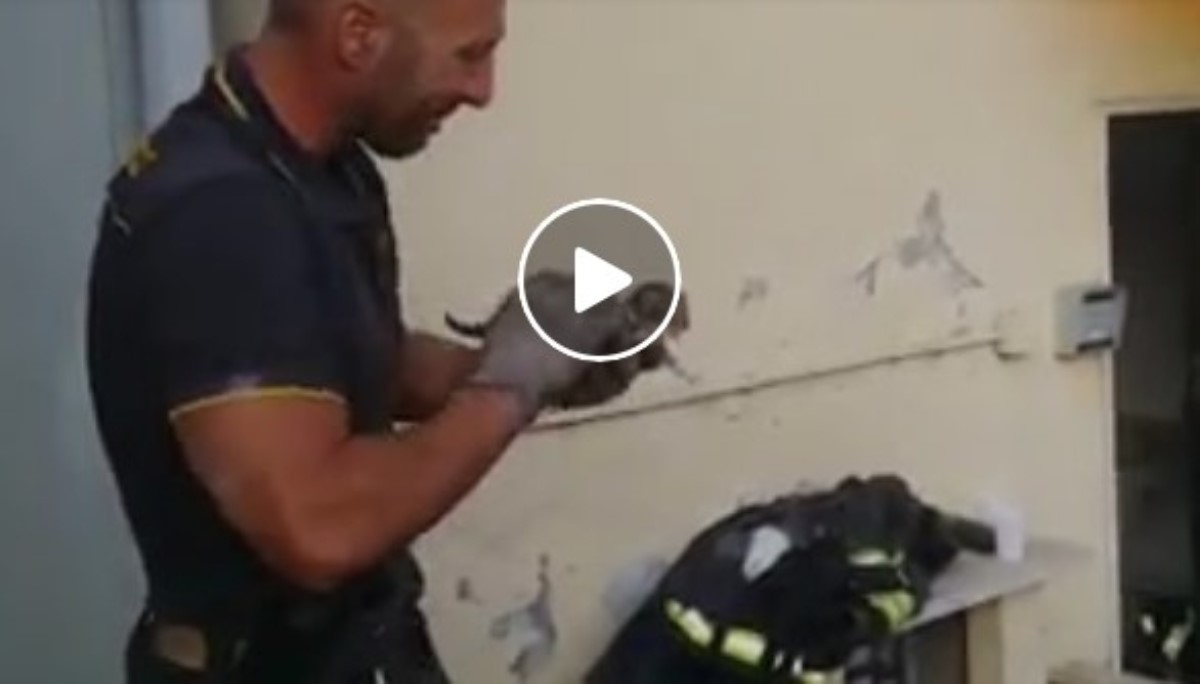 Пожарный не сдержал слез после того, как спас котенка