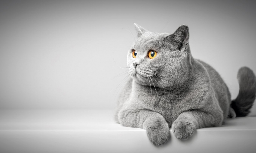 Кошки понимают речь человека – это доказали ученые