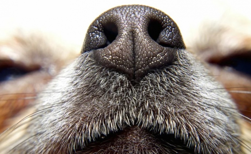 Пять запахов, которые терпеть не могут собаки