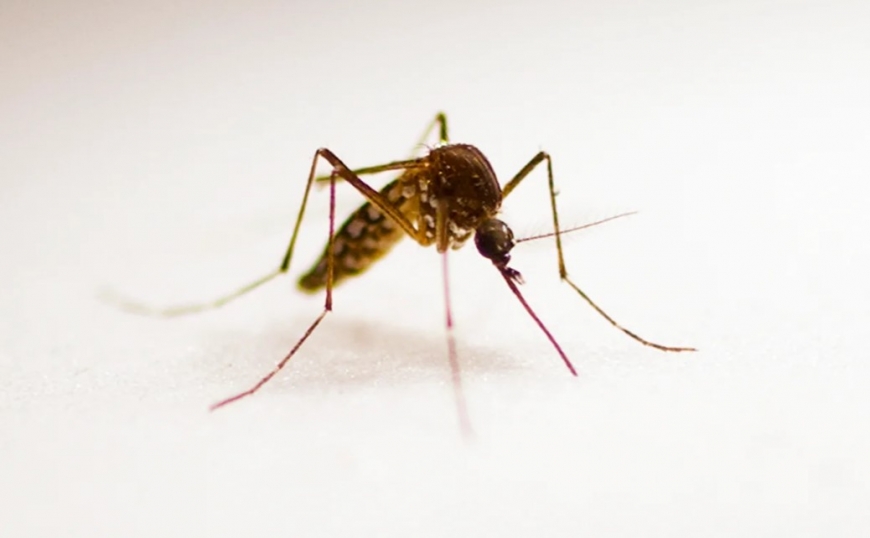 Почему некоторых людей комары "любят" больше других