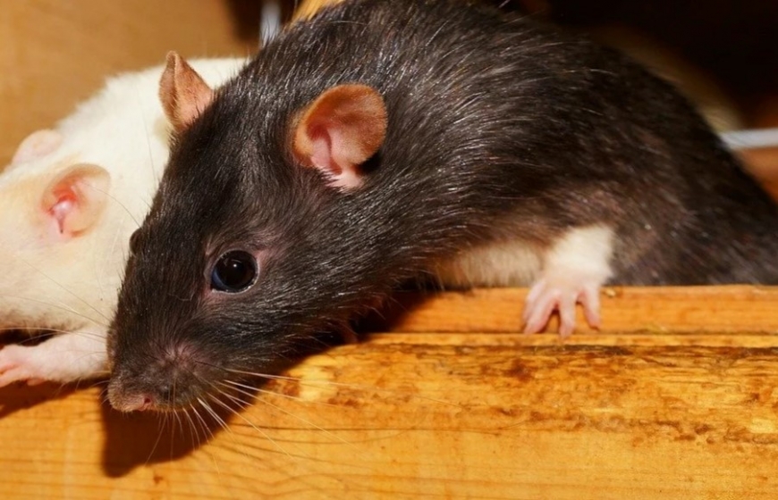 Подборка интересных фактов о крысах