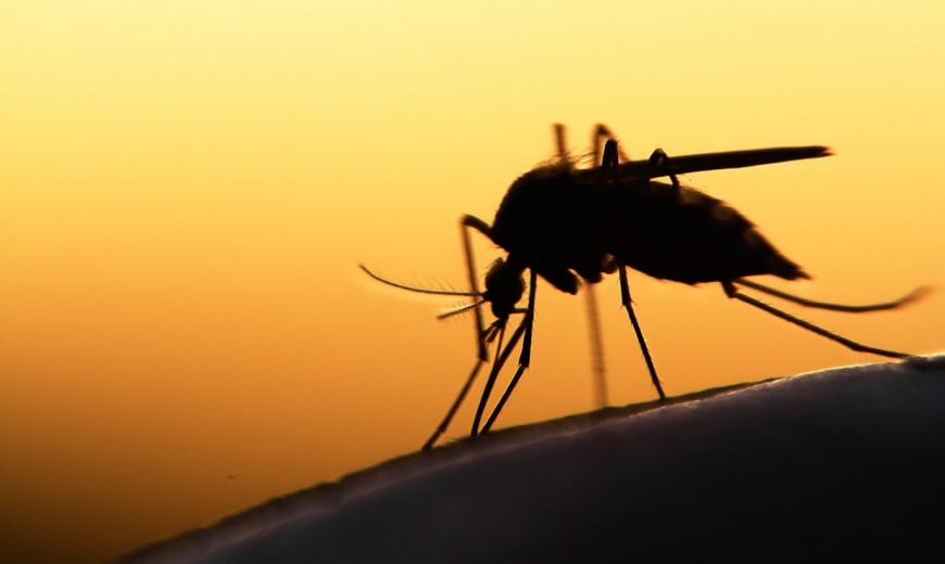 Как на самом деле укусы комаров влияют на организм – ученые