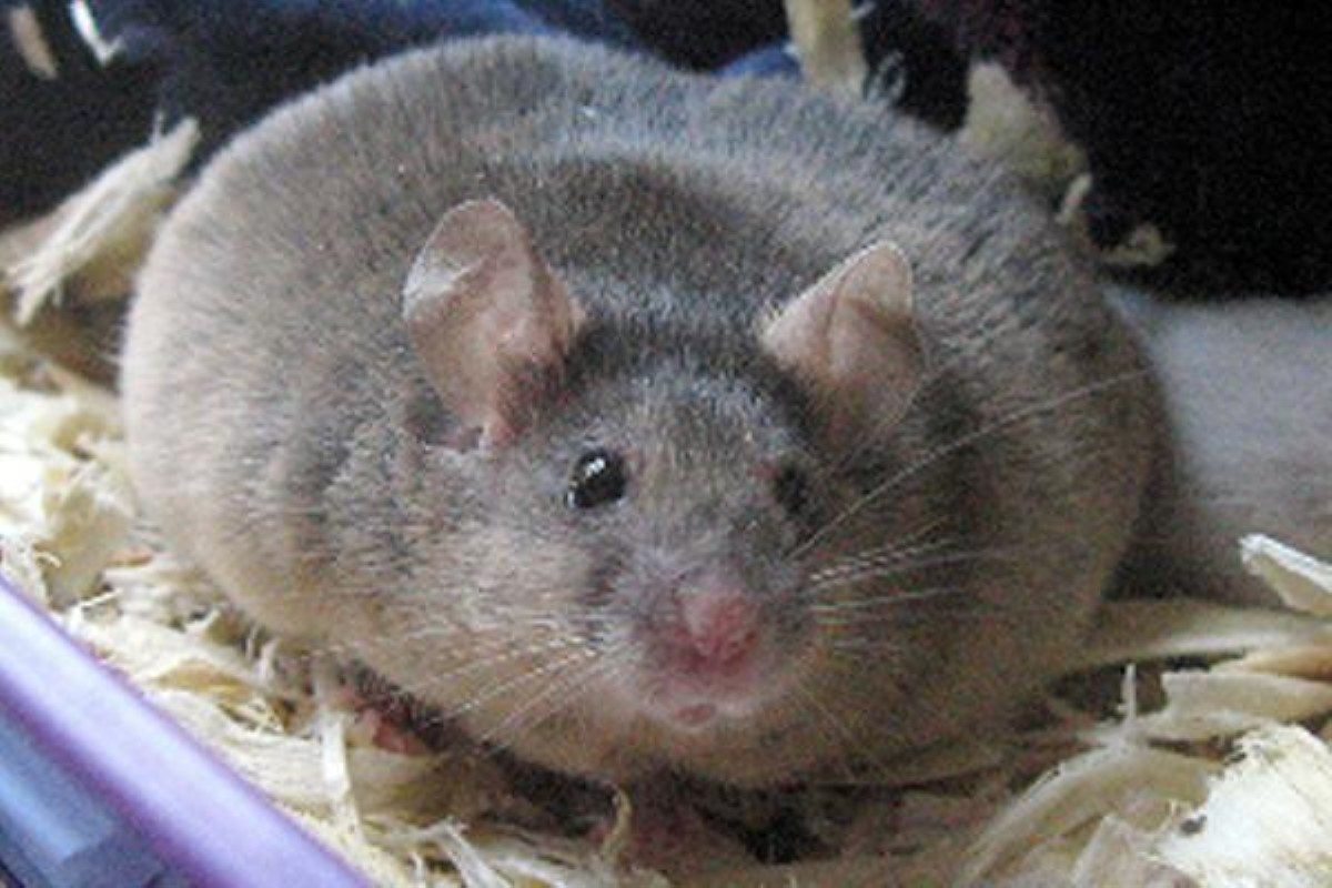 "Прожорливые мыши" съели почти 2700 вагонов зерна из Госрезерва - советник Авакова