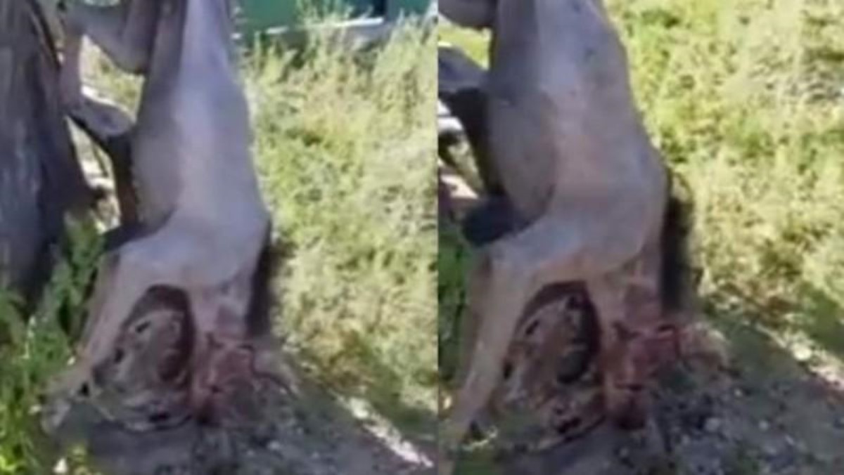 В Румынии убили зверя, нападавшего на фермеров и овец