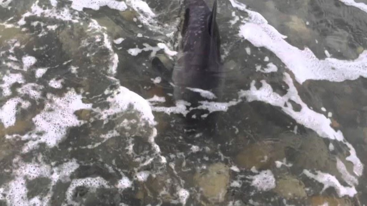 Собака спасла детеныша дельфина, который застрял на берегу