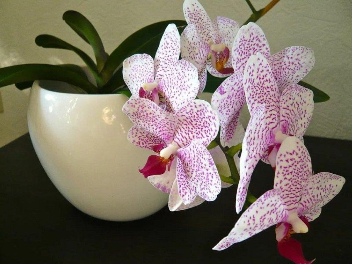 Орхидею лучше убрать из спальни: названы причины