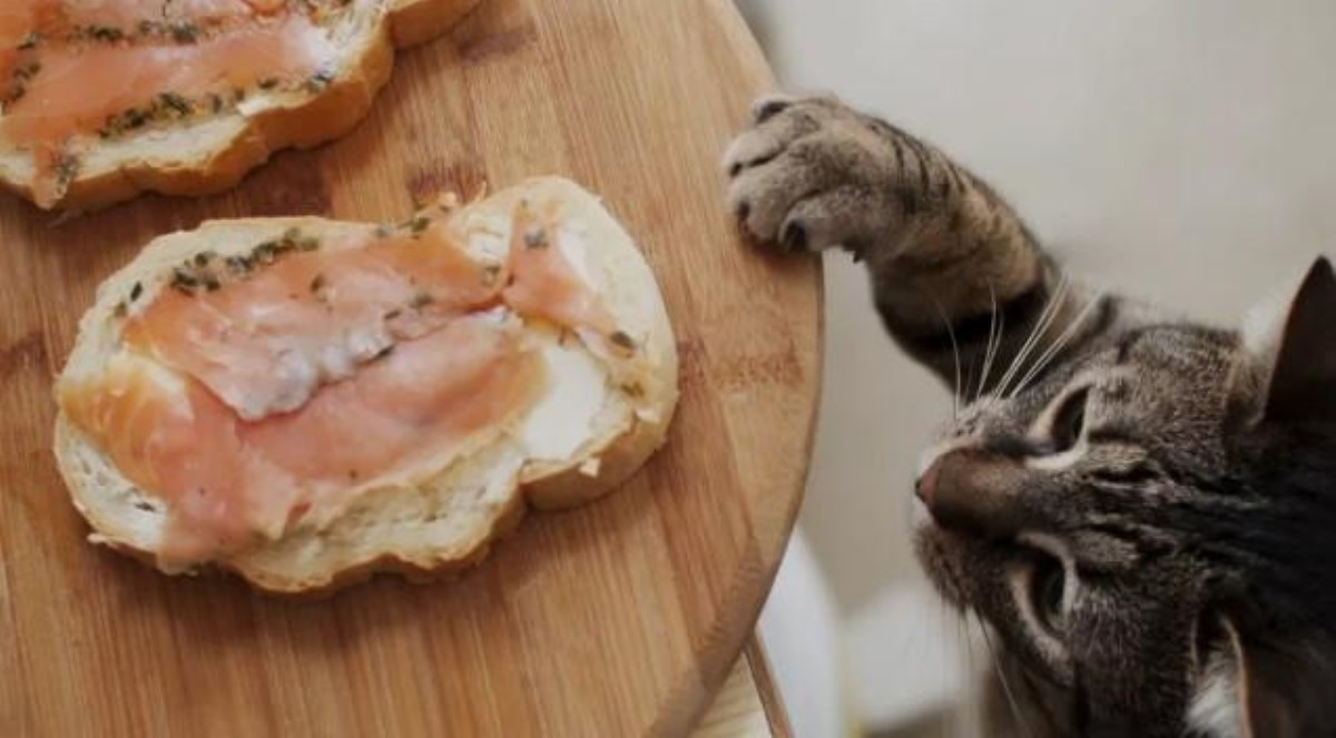 Названы шесть продуктов, которыми лучше не кормить кошек