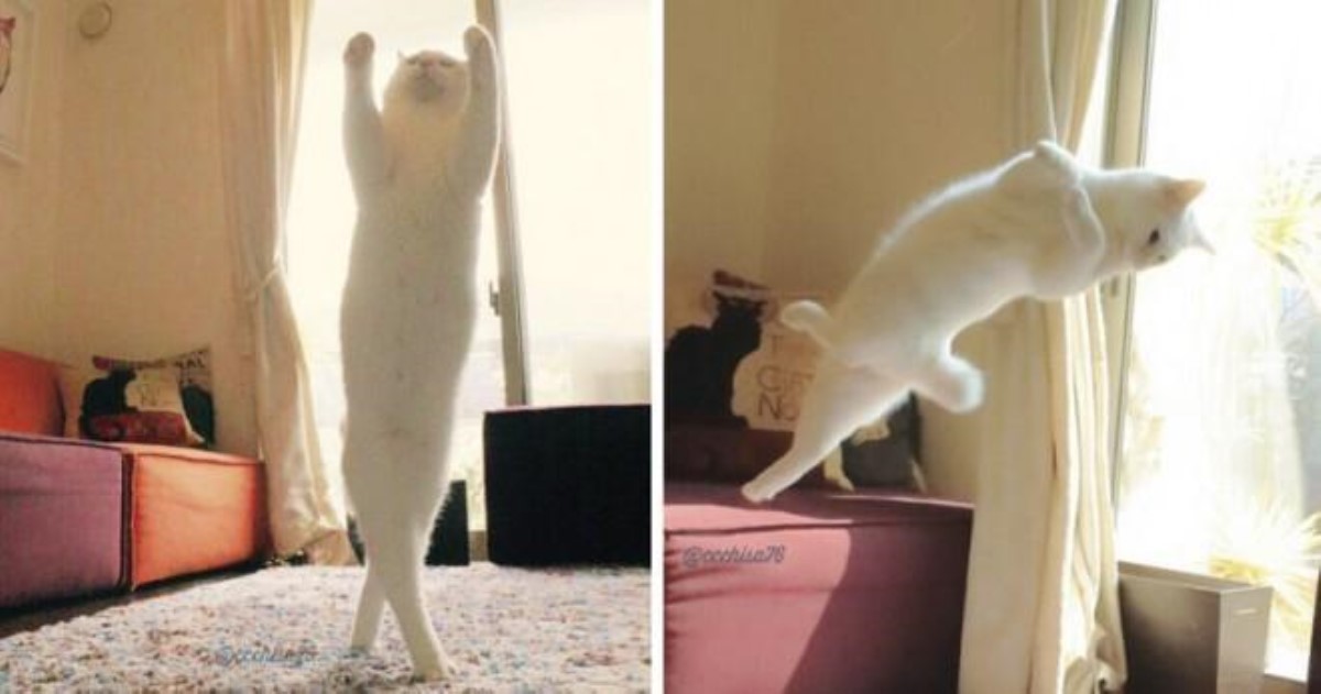 Новая любимица Сети: грациозно танцующая кошка