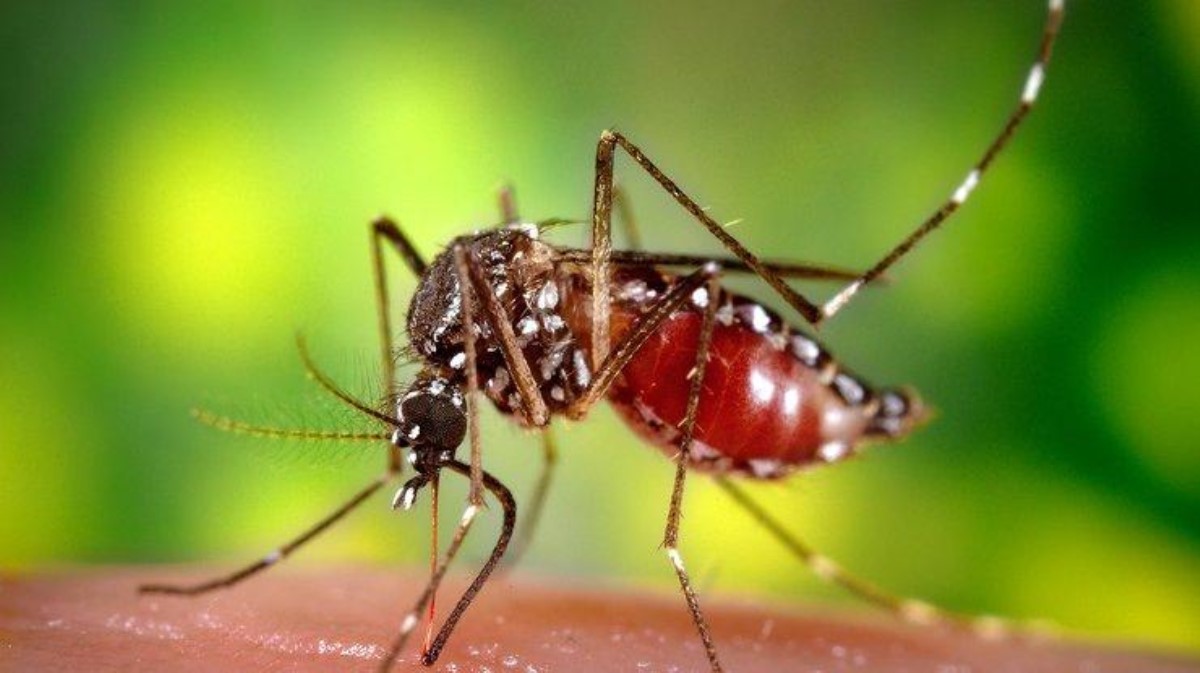Ученые узнали, какую группу крови предпочитают комары
