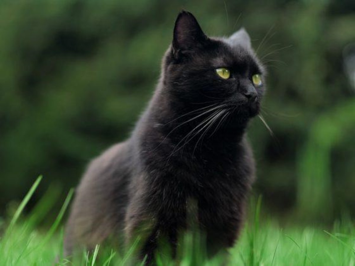 Если перешла дорогу черная кошка: толкование приметы