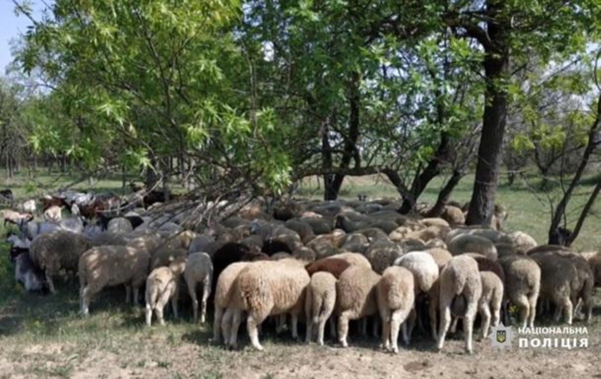 Воруют стадами: в Измаиле мужчина похитил из сарая 200 овец и коз