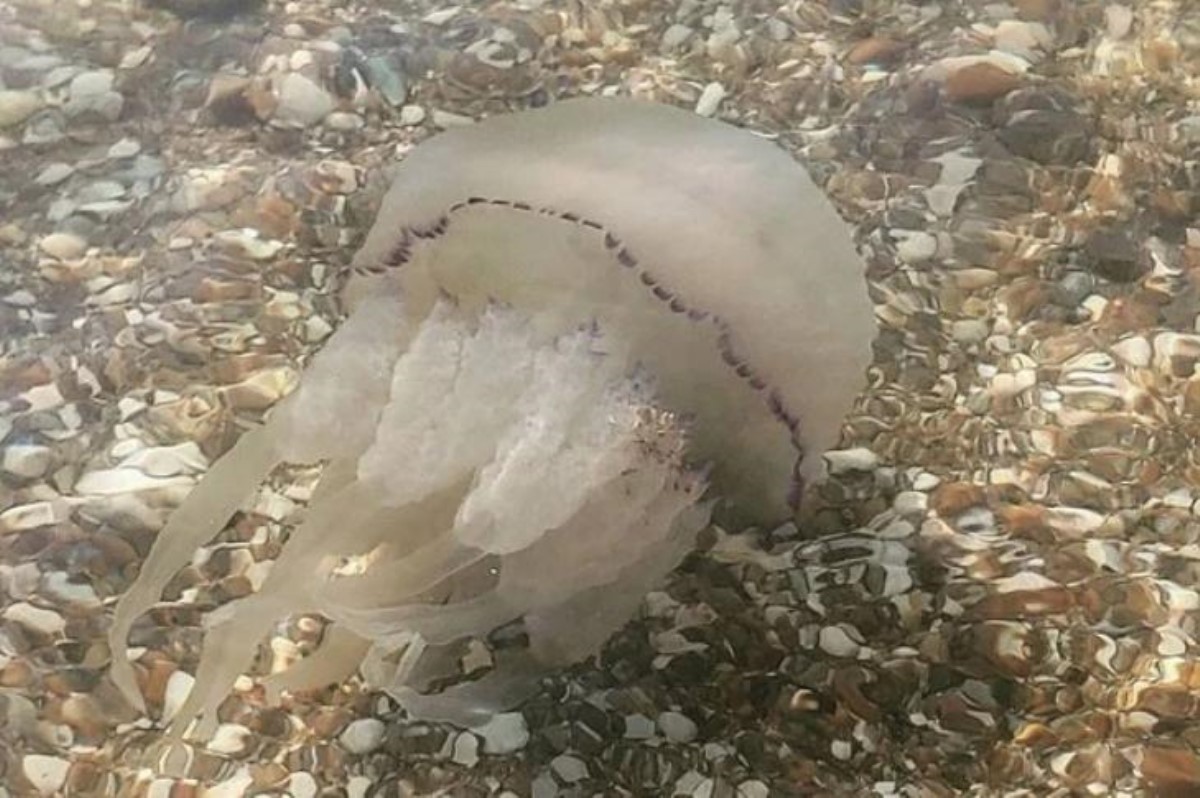 Курорты Азовского моря захватили медузы