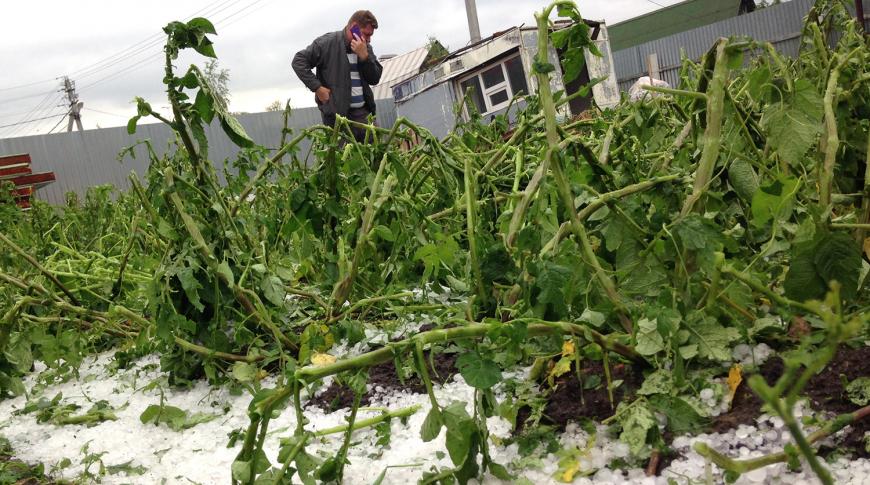 Погода в Украине убила часть урожая: что будет с ценами