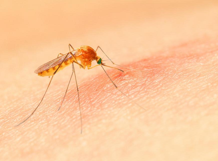 Почему комары некоторых людей кусают чаще других