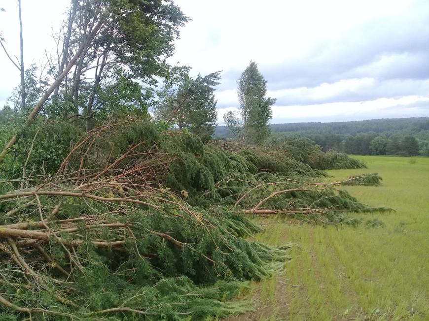 Огромный торнадо повалил сотни деревьев в дремучем лесу