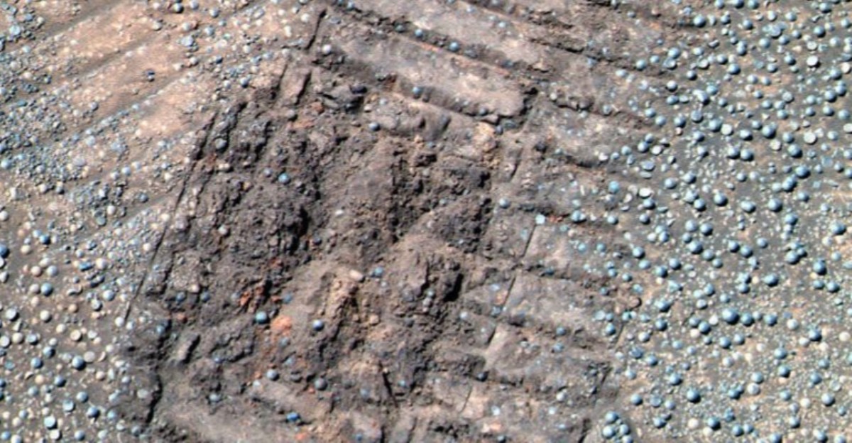 На Марсе обнаружили грибы: есть доказательства