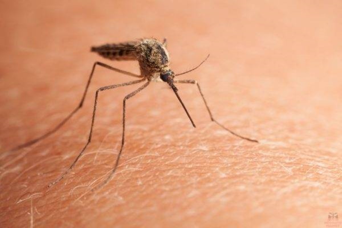 Укус комара: как избавиться от покраснения и зуда