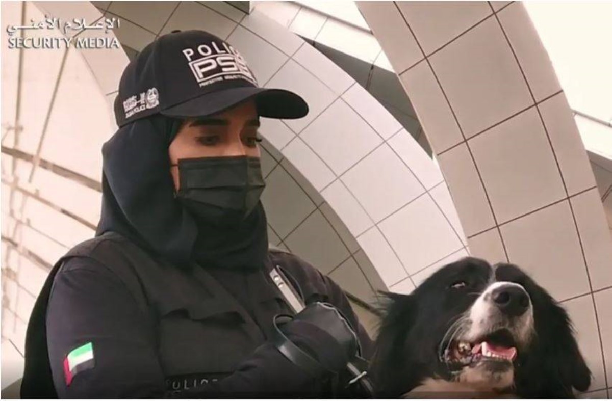 Полицейских собак научили выявлять больных COVID-19 с точностью до 92%