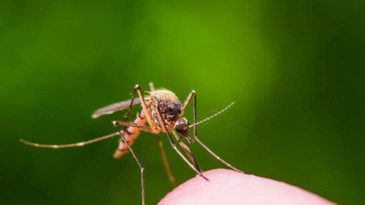 Врач-аллерголог предупредила об опасности комариных укусов
