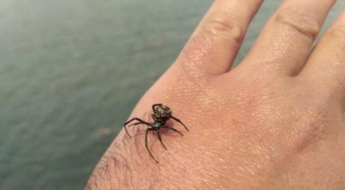 Смертельно опасный паук укусил женщину на популярном украинском курорте