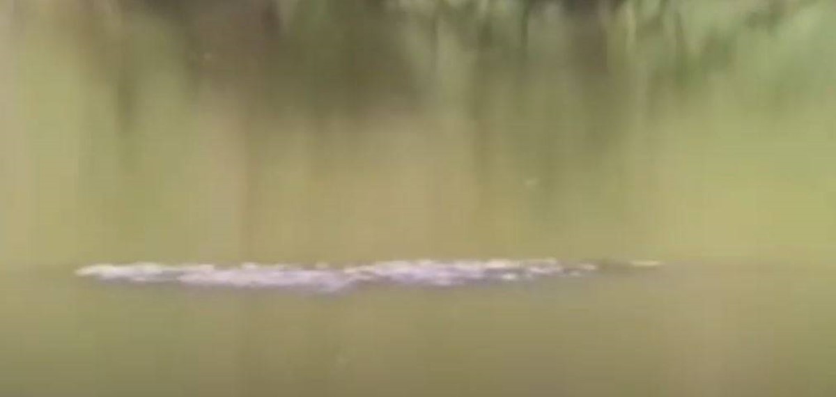 3-метровый озерный монстр напугал китайцев