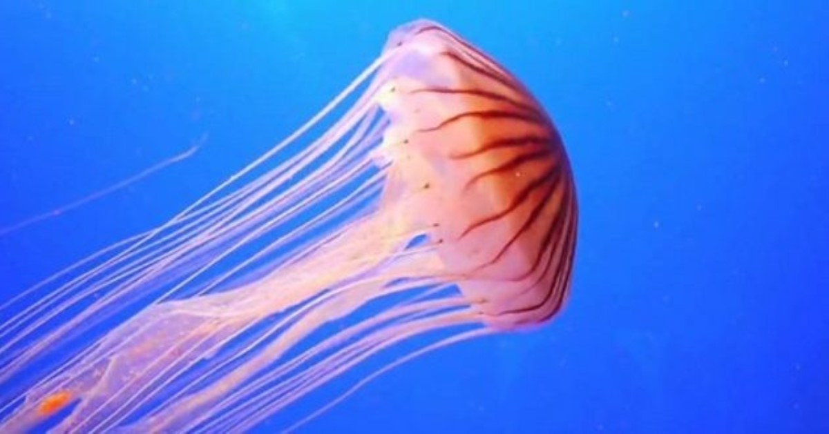 Азов кишит медузами и блоамих, которые больно жалят