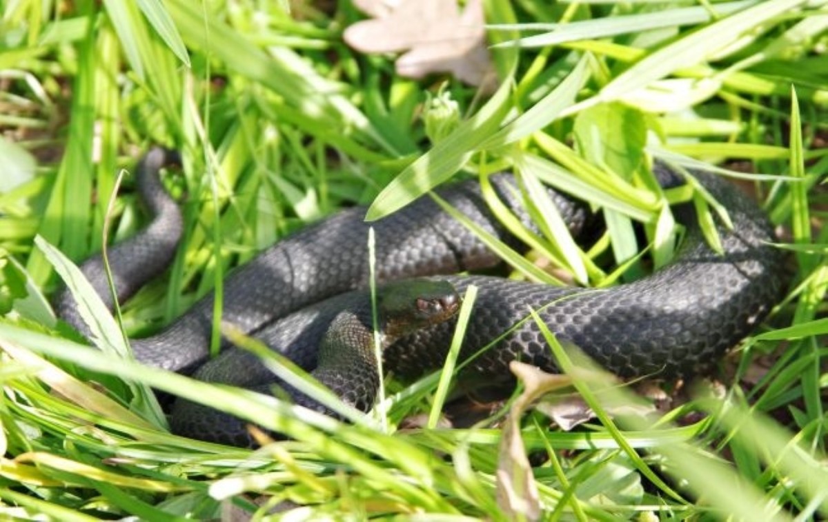В Киевской области ребенка покусала неизвестная ядовитая змея