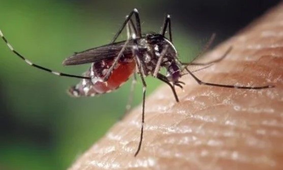 Три продукта, которых очень не любят комары