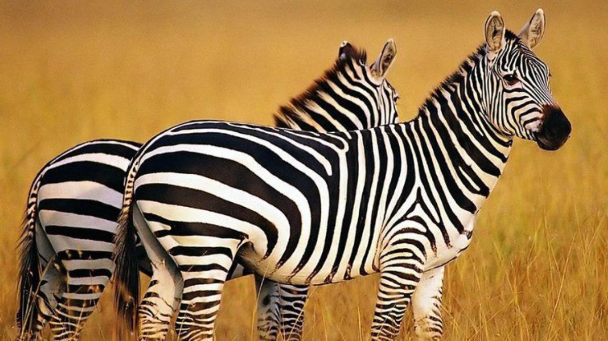 Куда смотрит зебра: Сеть обсуждает новую оптическую иллюзию