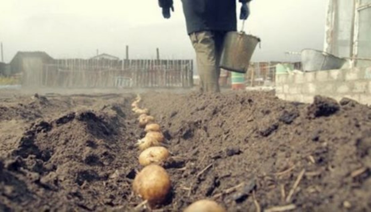 Украинской картошки через 10 лет просто не будет: названа причина