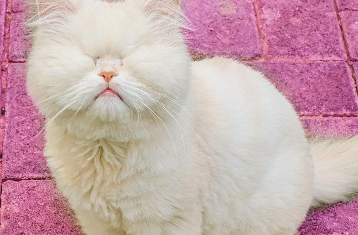 Новая звезда Сети: слепая кошка из приюта Моэт