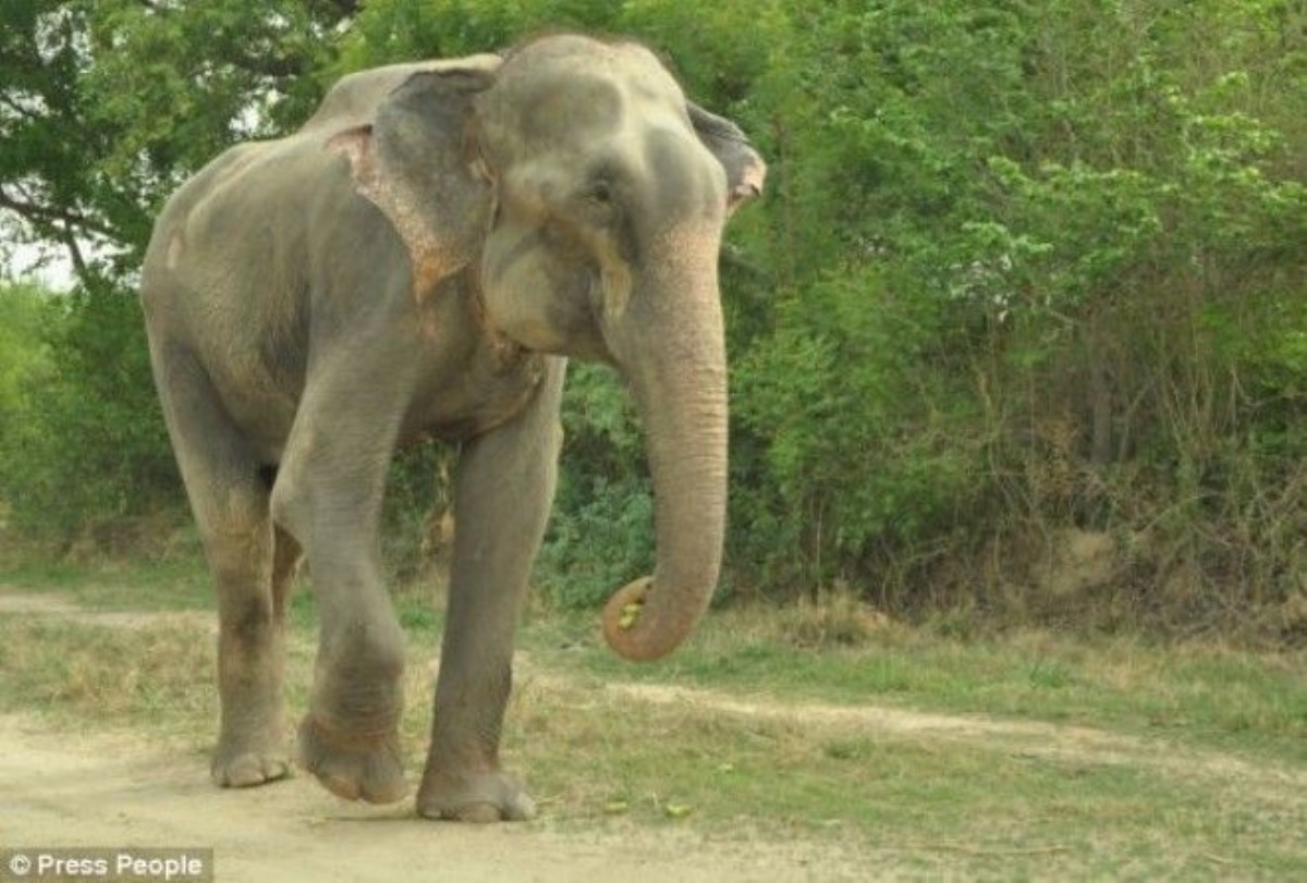 Слон расплакался от счастья после того, как его освободили от 50-летнего рабства
