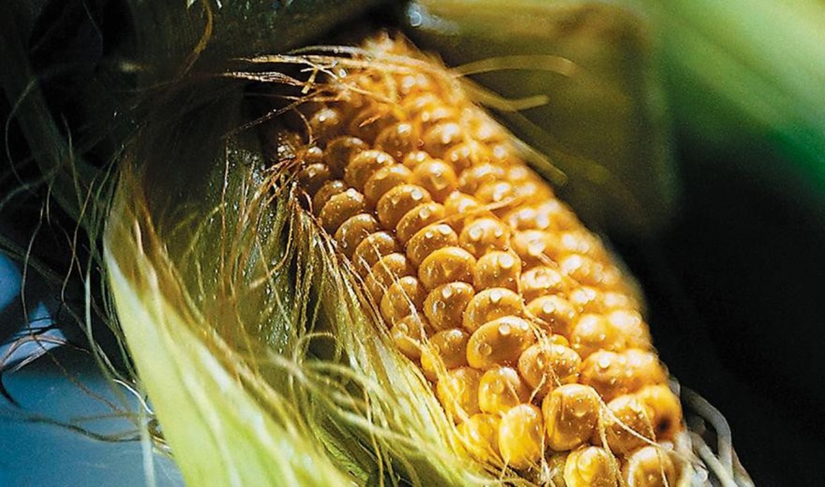 Подборка самых интересных фактов о кукурузе