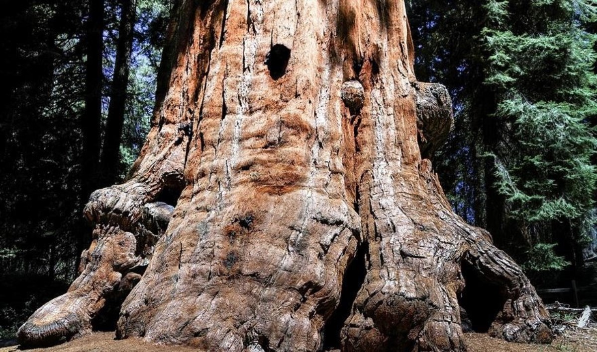 Поразительно: этому дереву почти 20 миллионов лет
