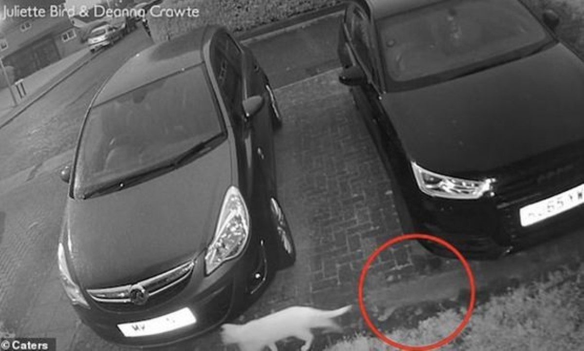 Призрак увязался за кошкой на улице: эти кадры напугали многих