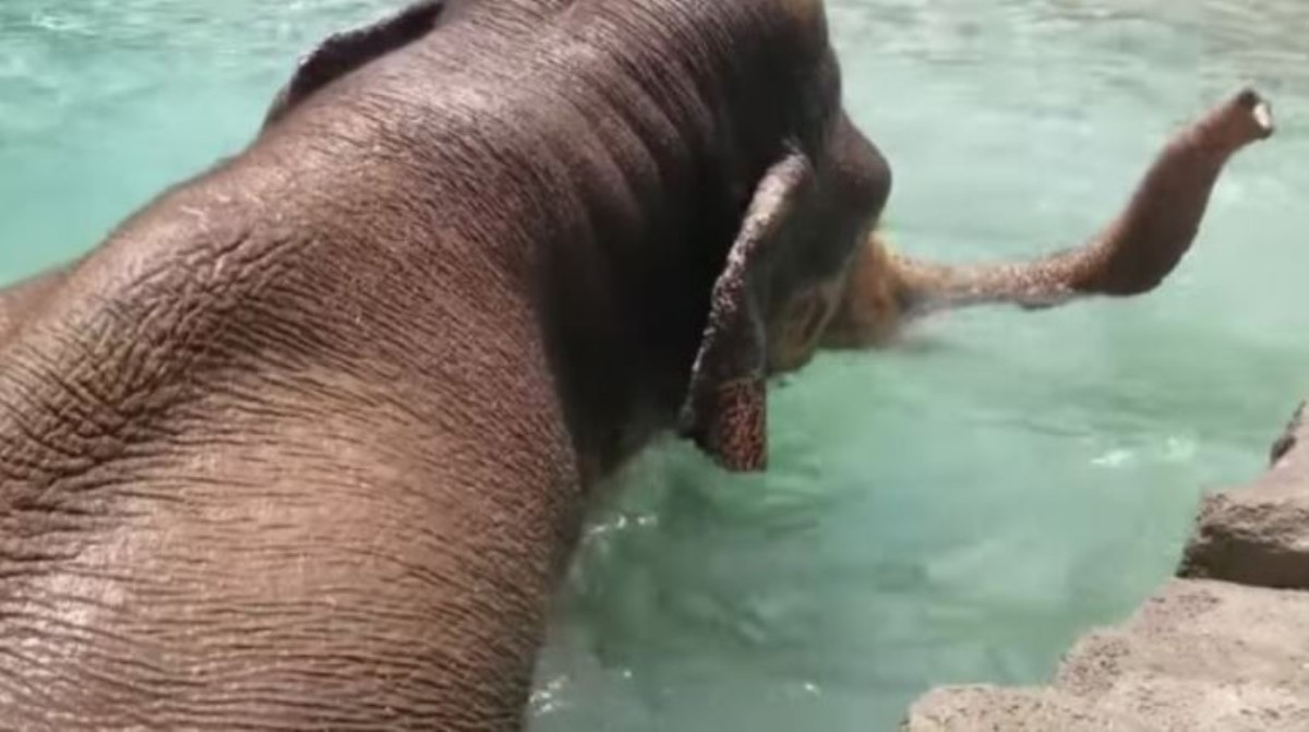"Полковник" уснул под водой: уникальные кадры из зоопарка Техаса