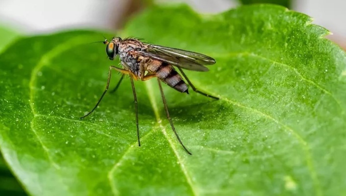 Простые способы избавиться от назойливых комаров