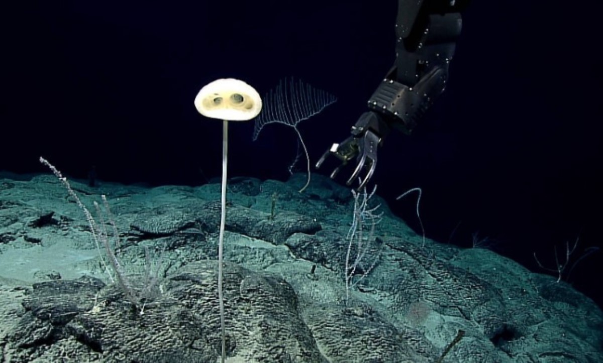 На дне океана обнаружили существ, напоминающих «инопланетян»