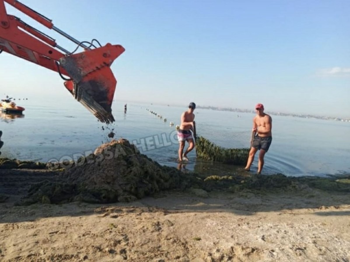 В Одессе водоросли с побережья пришлось вывозить грузовиками