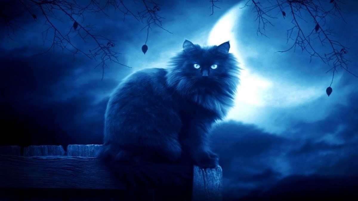 Жительница Британии убеждена, что видела "кота-призрака"