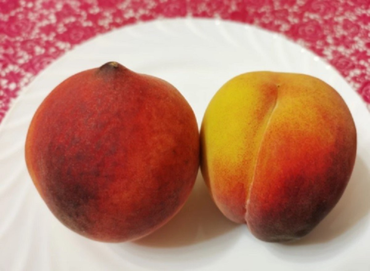 Как выбрать самые вкусные персики: советы по выбору сладких плодов