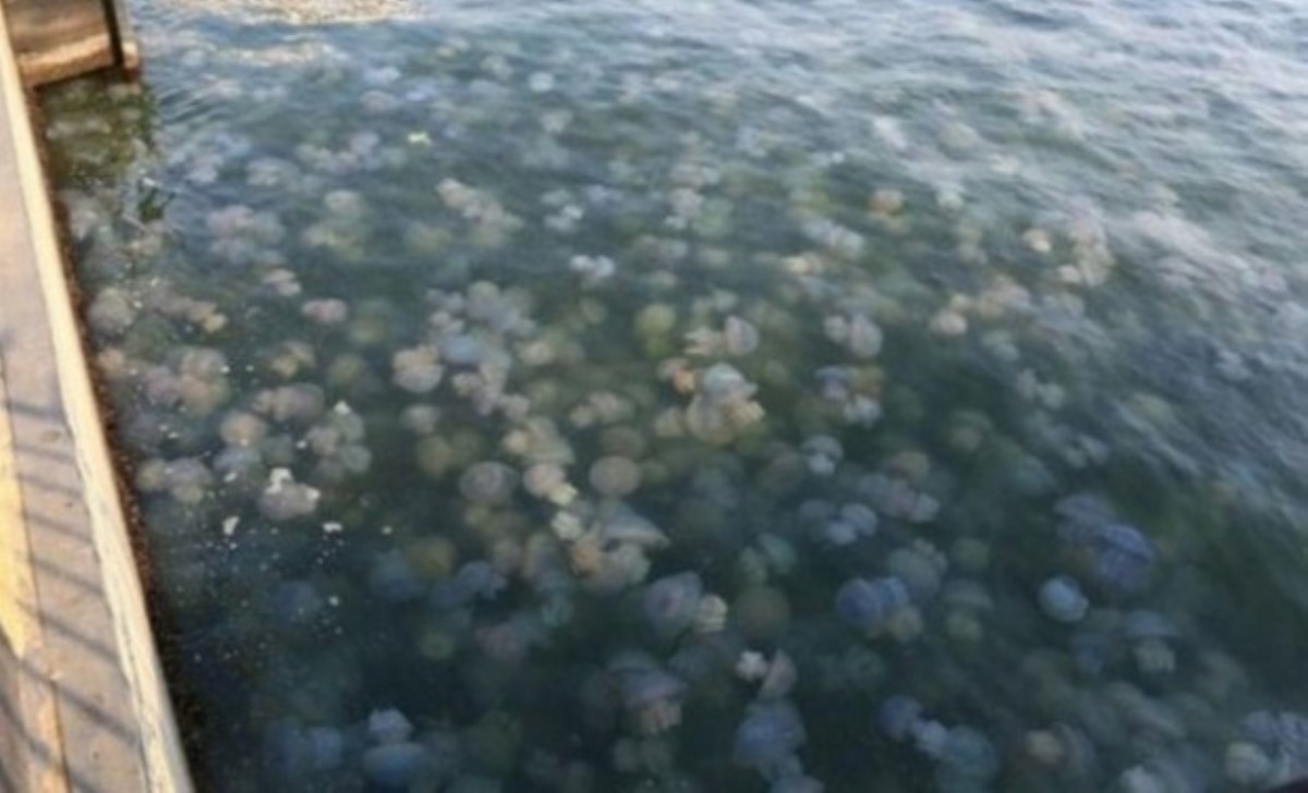 Пляжи Азовского моря "оккупировали" медузы