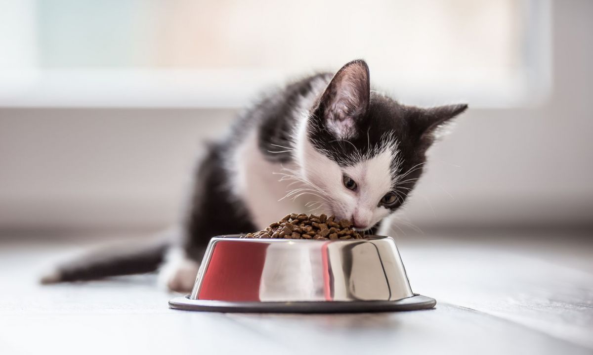 Как часто нужно кормить кошку – ответ специалистов