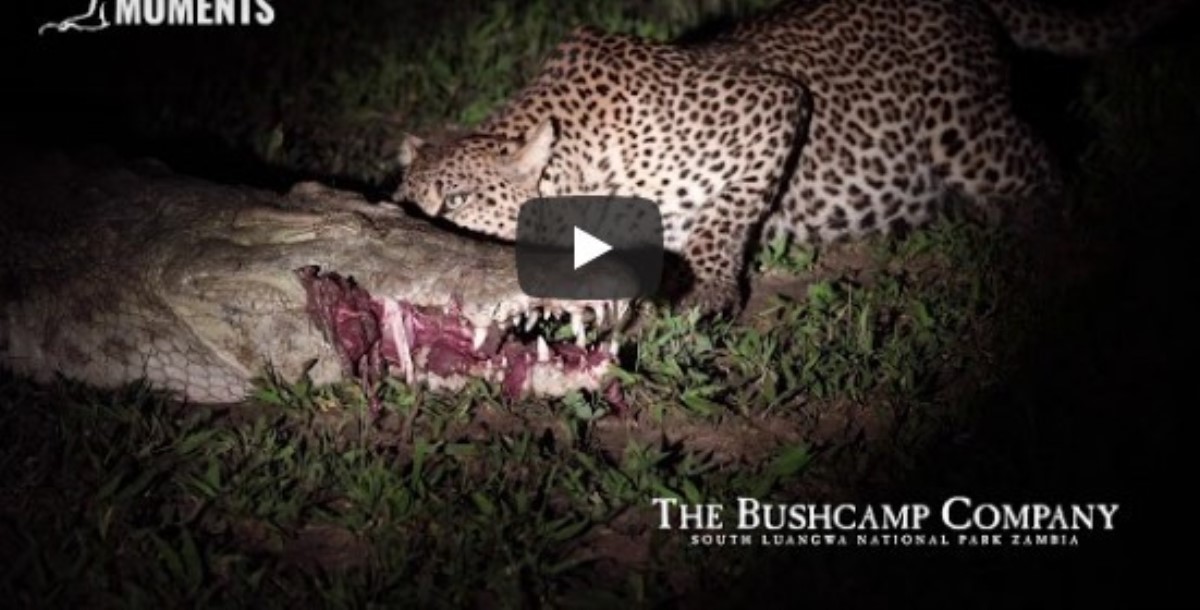 Леопард ограбил спящего крокодила и стал звездой Сети
