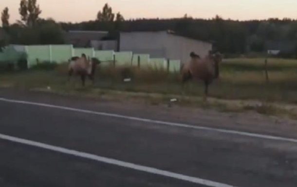 Верблюды выбрались на свободу: в Харькове заметили экзотических животных