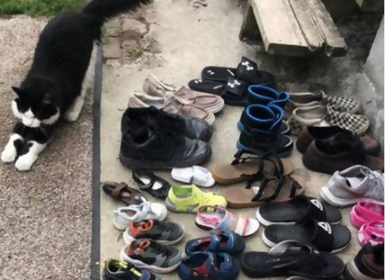 Воришка-кот таскает от соседей обувь: "добытчик" принес уже 50 пар