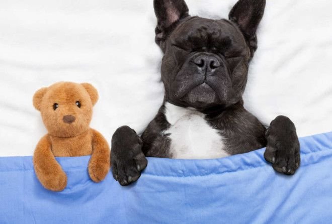 Эксперты выяснили, что видят во сне собаки
